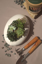 Load image into Gallery viewer, Microgreens X Succulent Gift